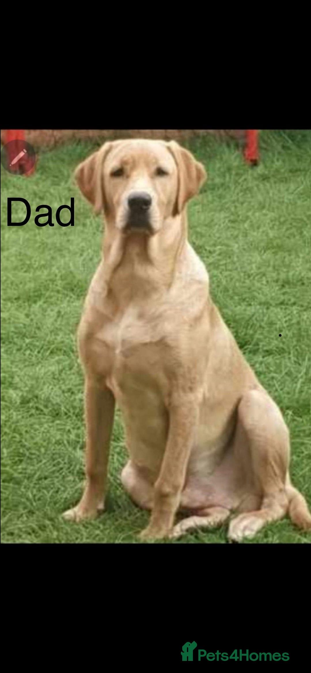 Labrador Retriever dogs for sale: 3 Beautiful Labrador Girls - Advert 12