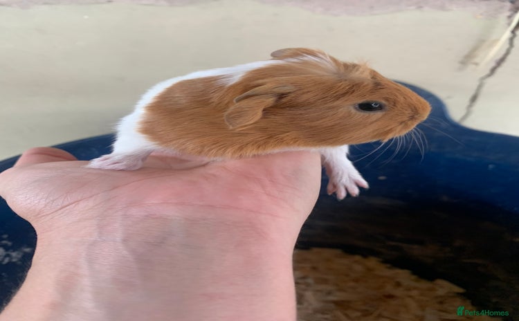 Guinea Pig rodents - Advert 2