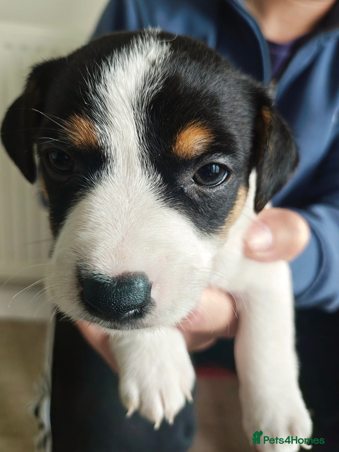 Jack Russell dogs for sale: Jack Russell puppies  - Image 6
