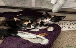 Mixed Breed cats for sale: 3 adorable kittens ready for their forever homes - Image 14