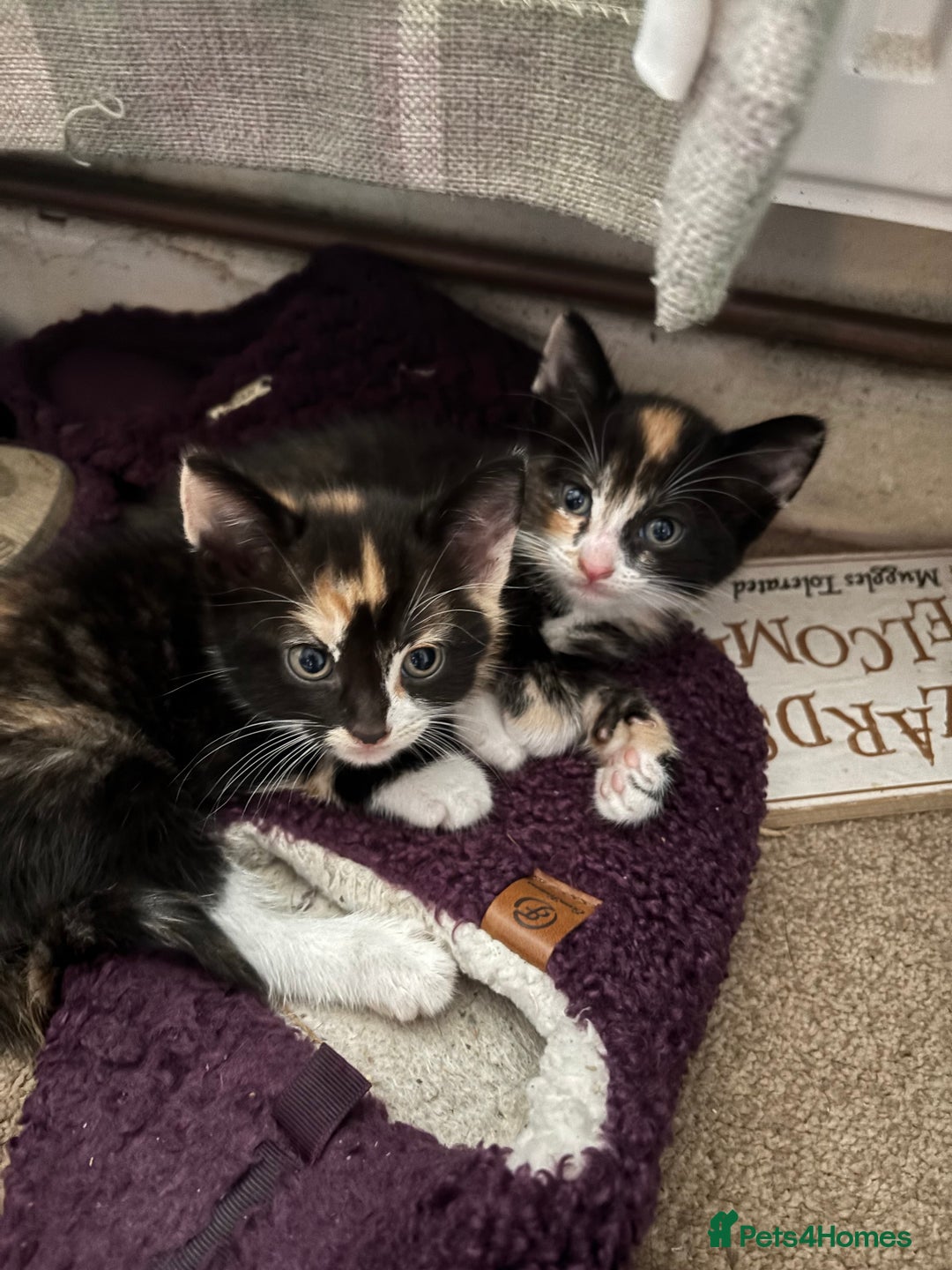 Mixed Breed cats for sale: 3 adorable kittens ready for their forever homes - Image 14