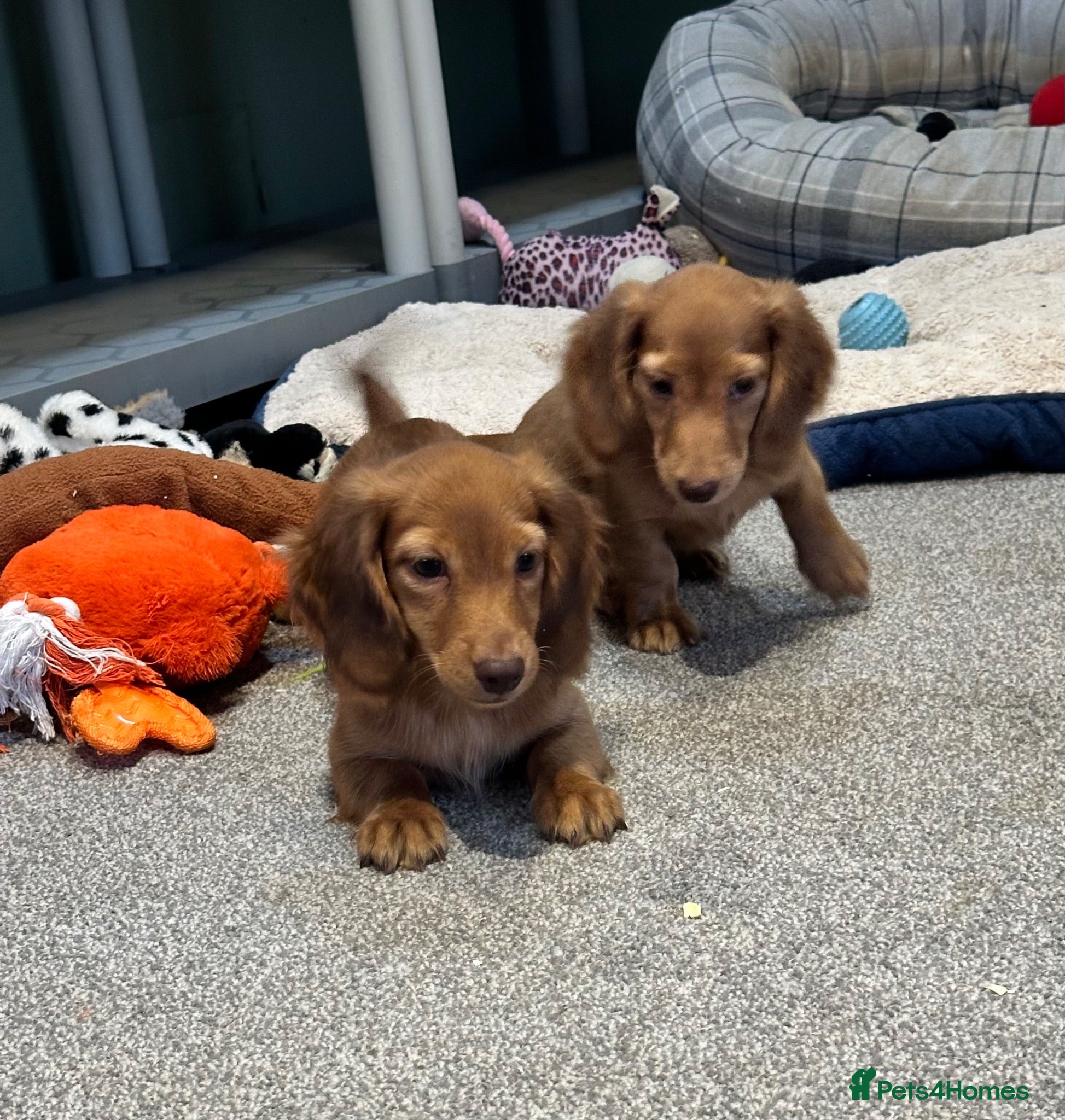 Miniature Dachshund dogs Shaded red longhaired boy and girl - Advert 2