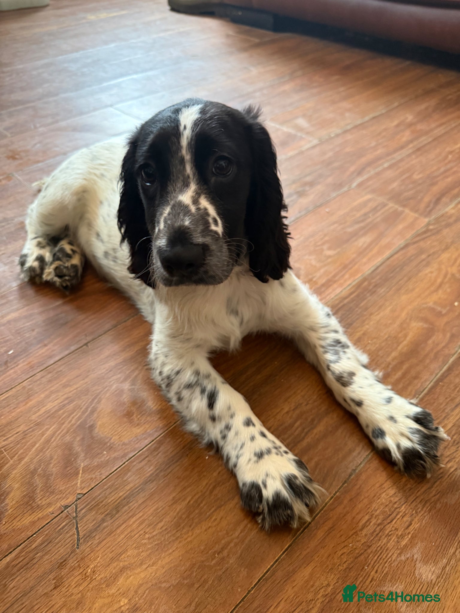 Cocker Spaniel dogs Cocker spaniel puppies Ready to leave now! - Advert 11