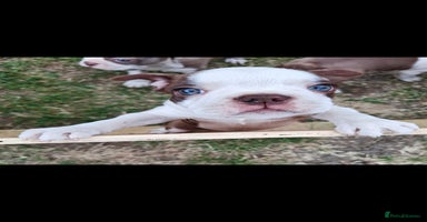 Boston Terrier dogs - Advert 5