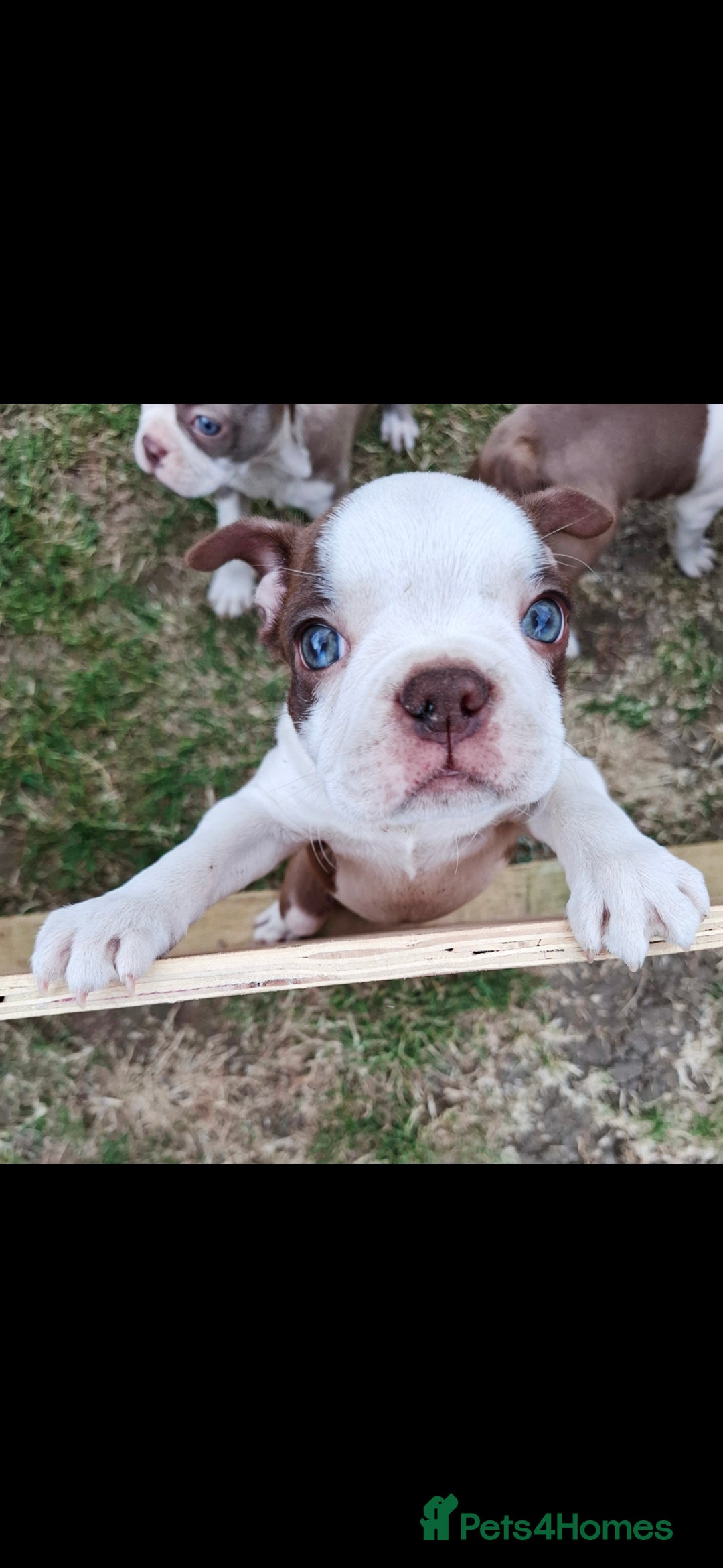 Boston Terrier dogs for sale: Boston little Girl - Image 2