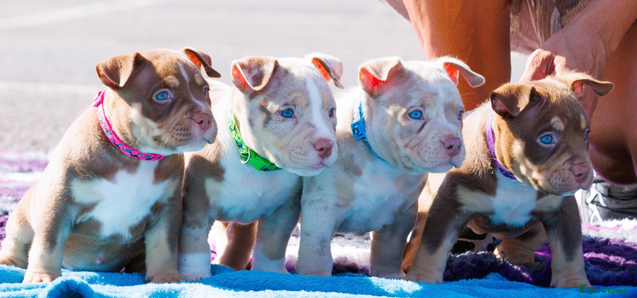 American Bully dogs ✨ Stunning ABKC Pocket Bully Puppies ✨ - Advert 6