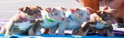 American Bully dogs for sale: ✨ Stunning ABKC Pocket Bully Puppies ✨ - Advert 1