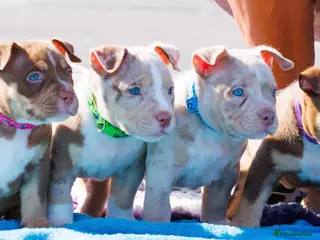 American Bully dogs ✨ Stunning ABKC Pocket Bully Puppies ✨ - Advert 2