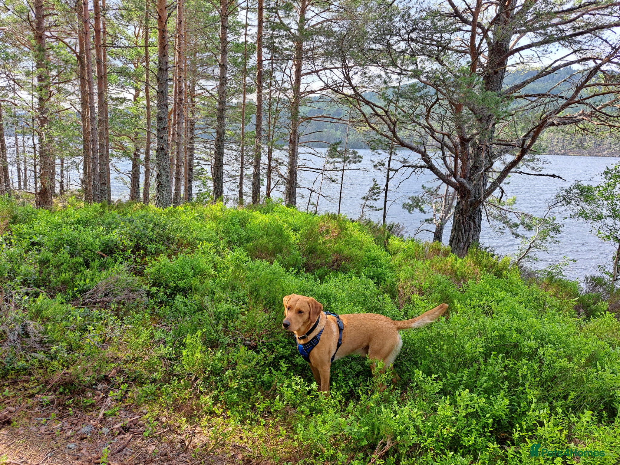 Labrador Retriever dogs for stud: STUD ONLY - Proven Fox Red Labrador  - Advert 6