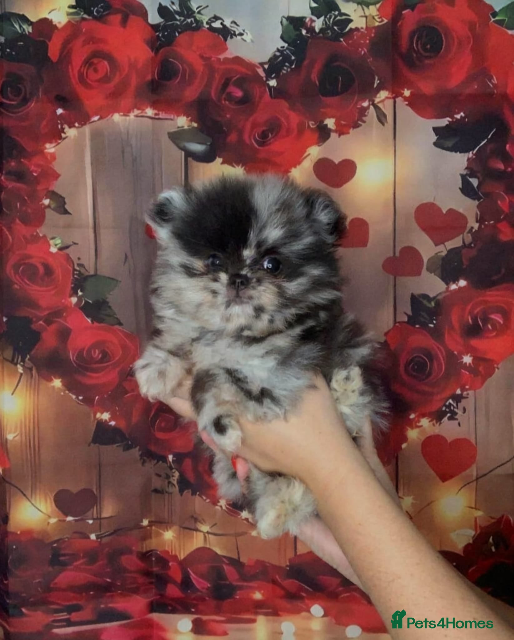 Pomeranian dogs Female pomeranian  - Advert 1