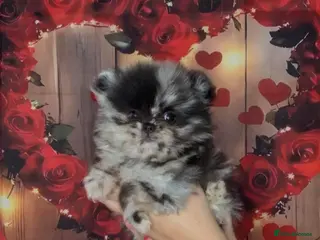 Pomeranian dogs Female pomeranian - Advert 1