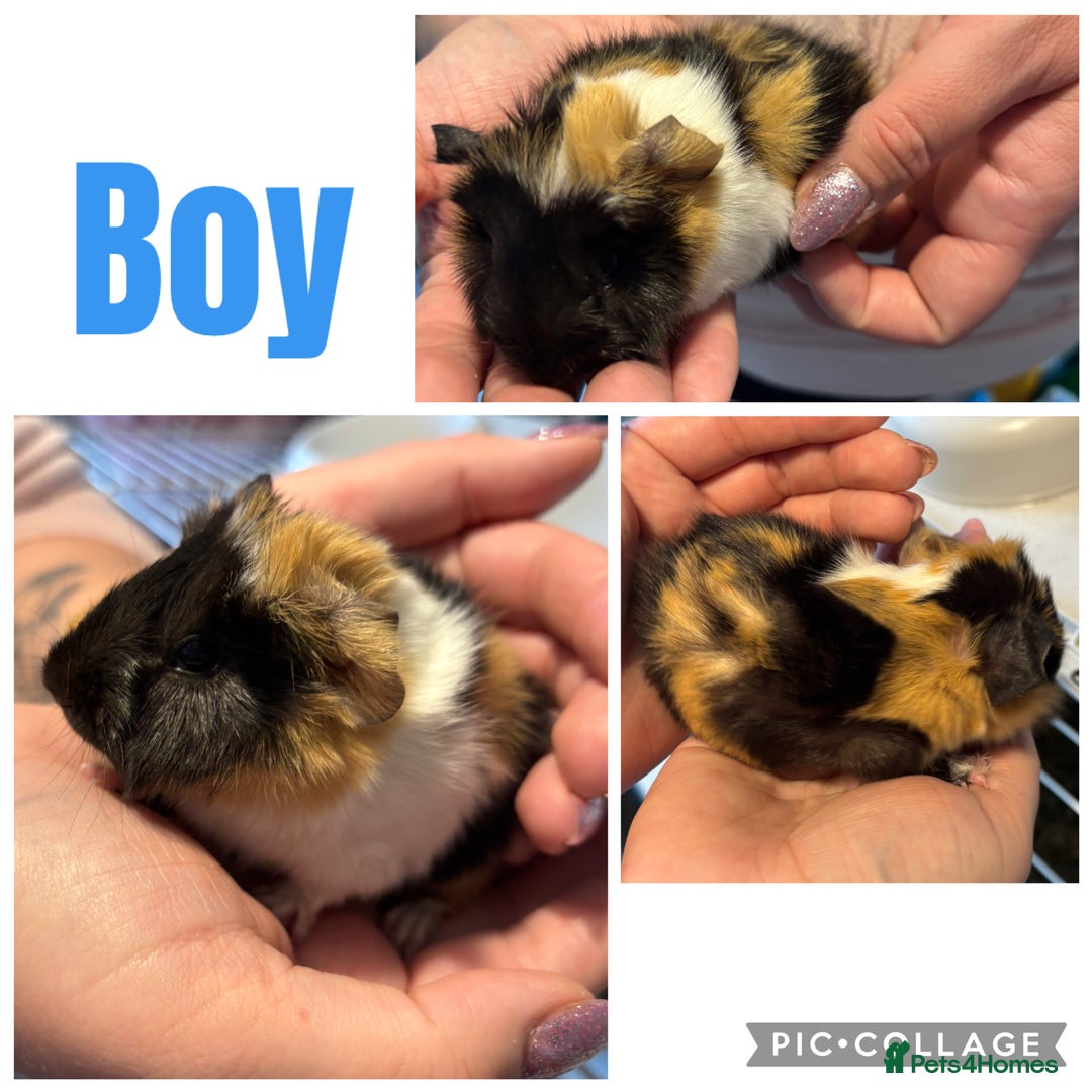 Guinea Pig rodents for sale: 4 boy baby guinea pigs - ready 4th Feb onwards - Advert 9