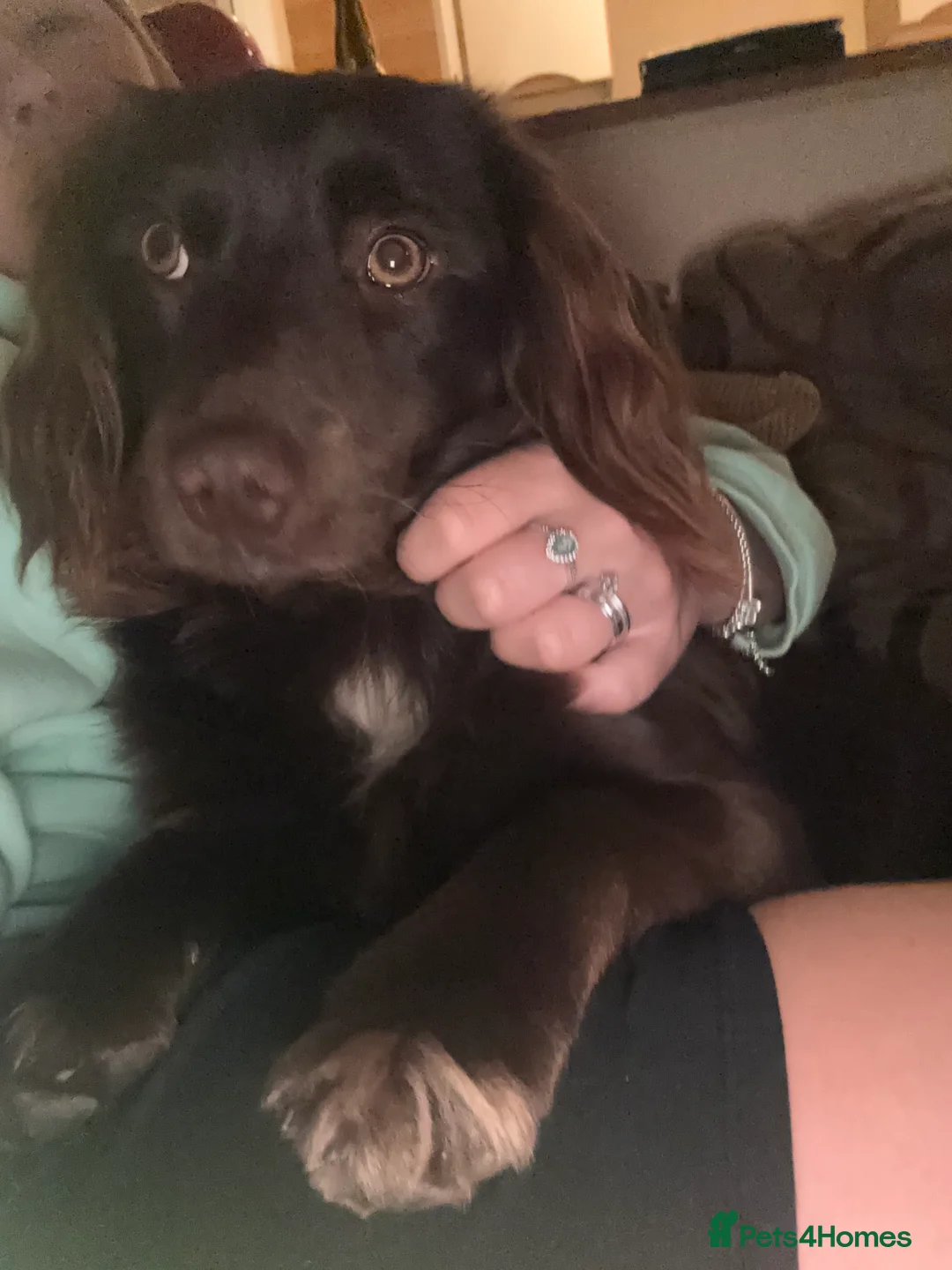 Mixed Breed dogs for sale: Male cocker spaniel cross jack russell  - Advert 5