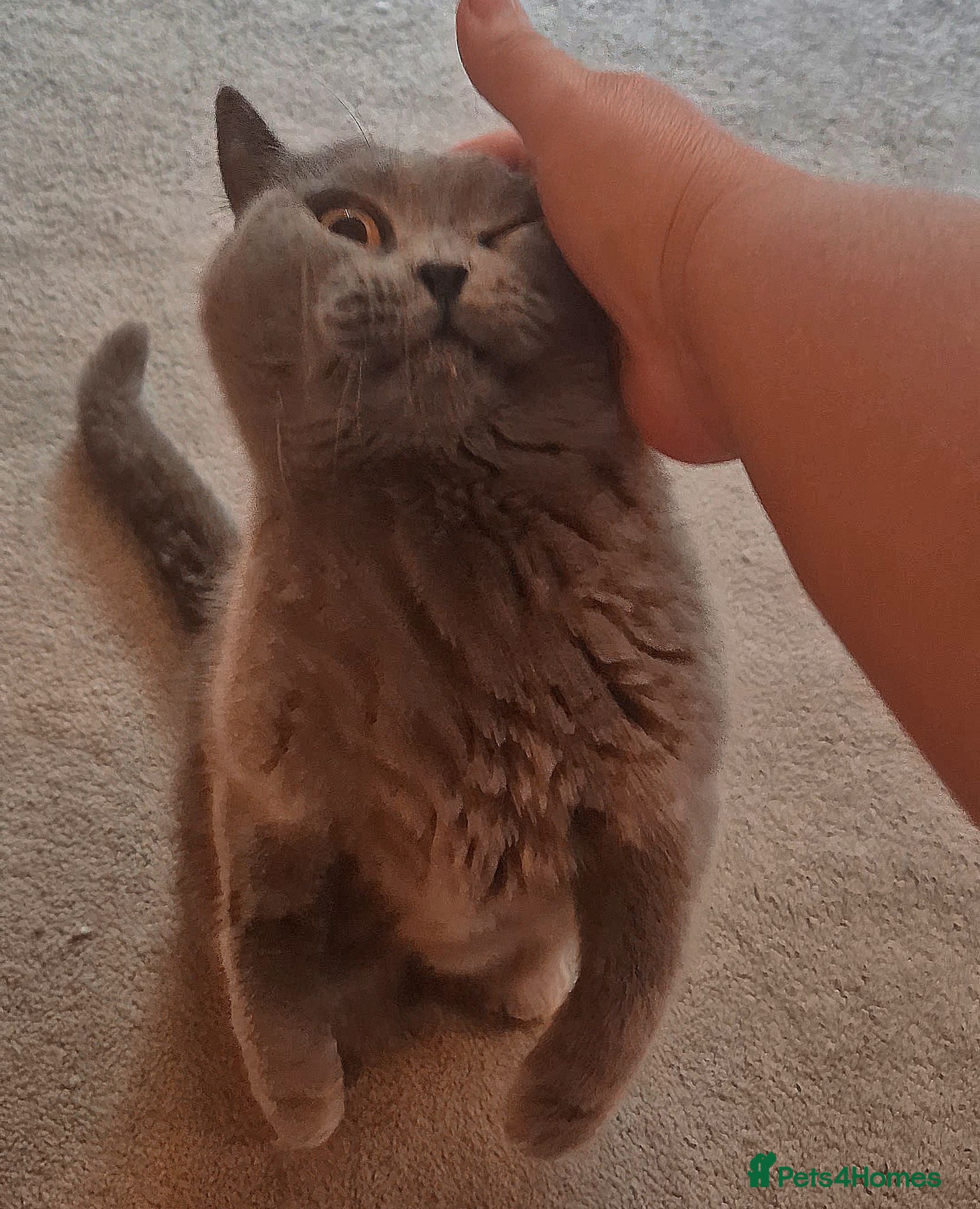 British Shorthair cats GCCF registered Blue British Shorthair Female - Advert 2