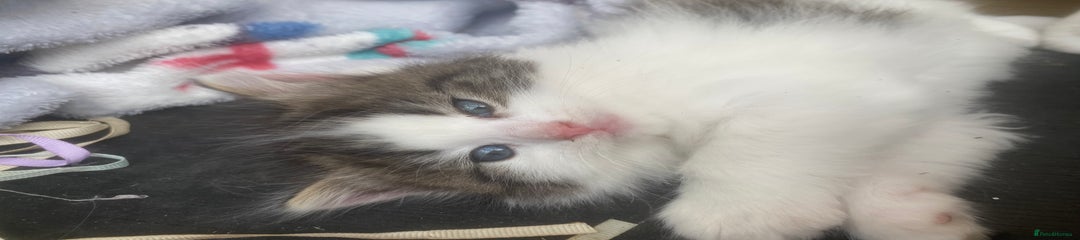 RagaMuffin Kitten 2