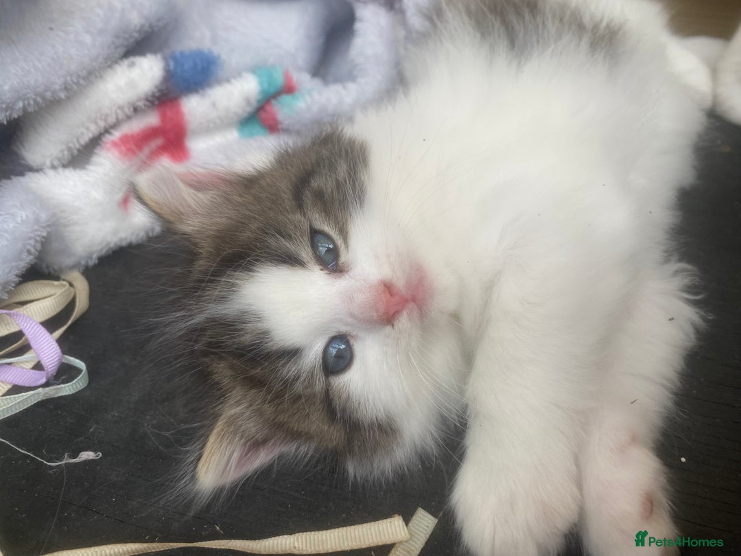 RagaMuffin cats for sale: Beautiful ragdoll x kittens 1 LEFT READY NOW - Image 20