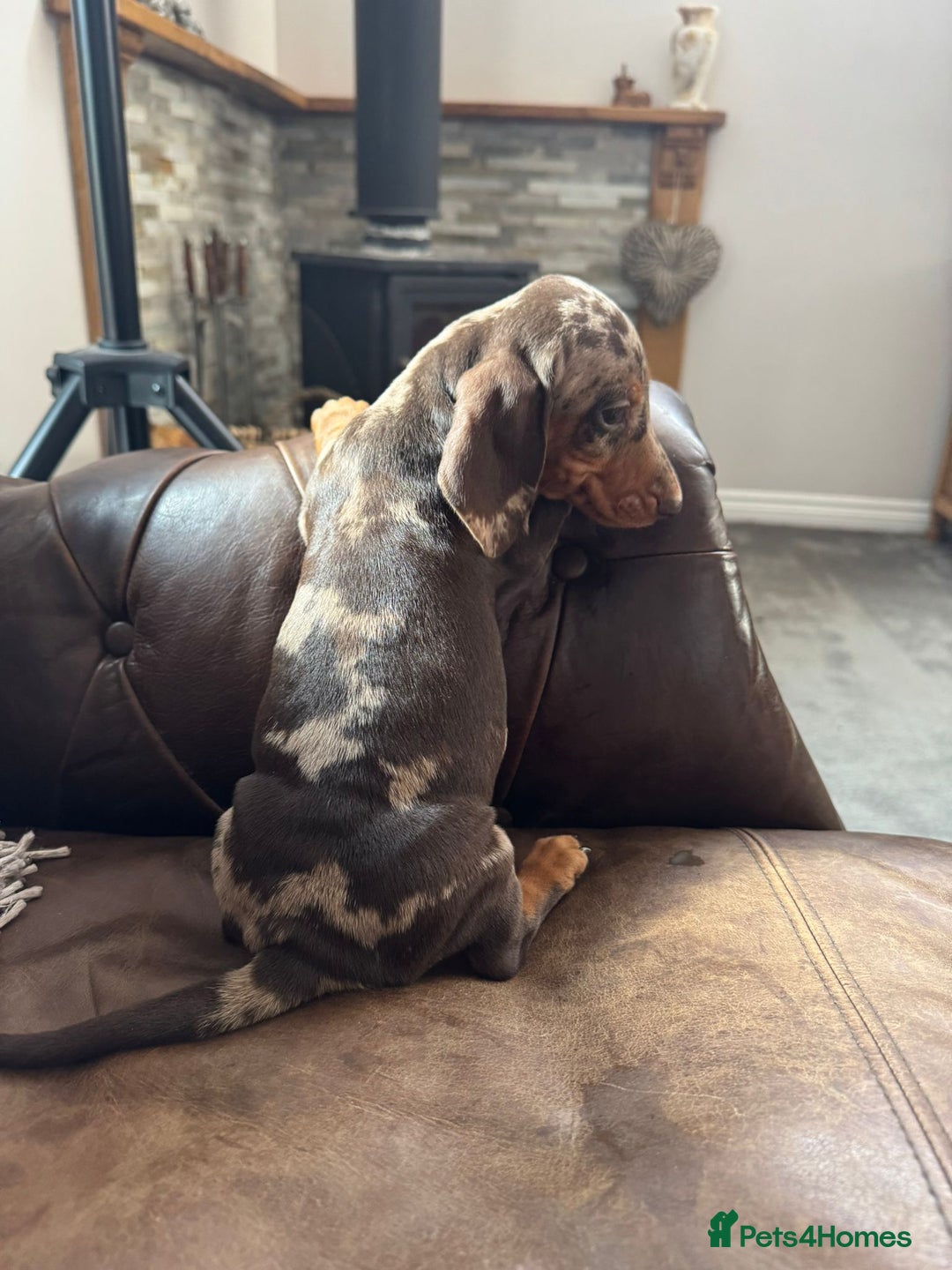 Miniature Dachshund dogs for sale: Miniature Dachshund Puppies - Image 14