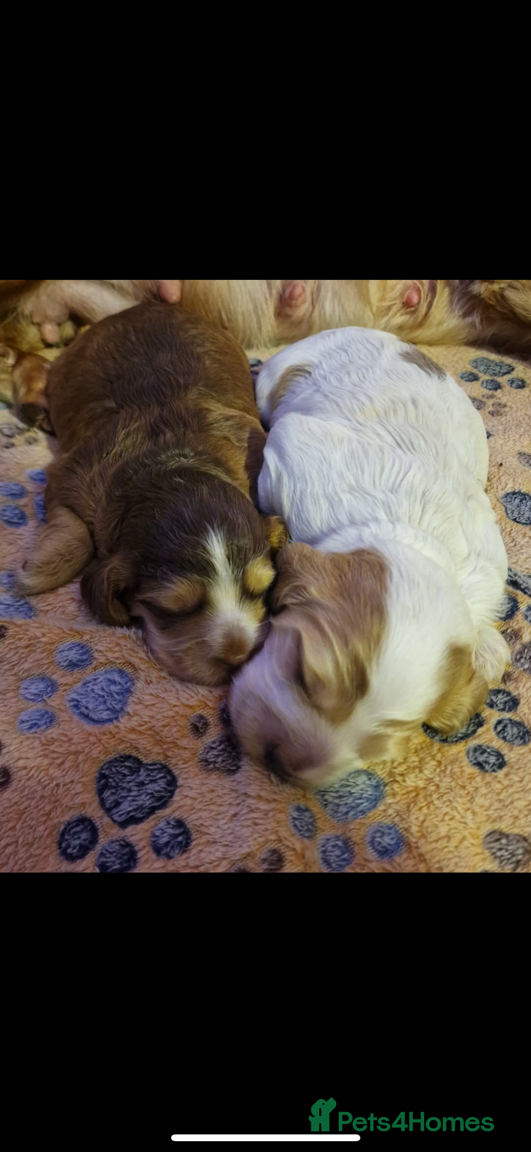 Cocker Spaniel dogs for sale: Lemon roan showtype cockerspaniel - Advert 14