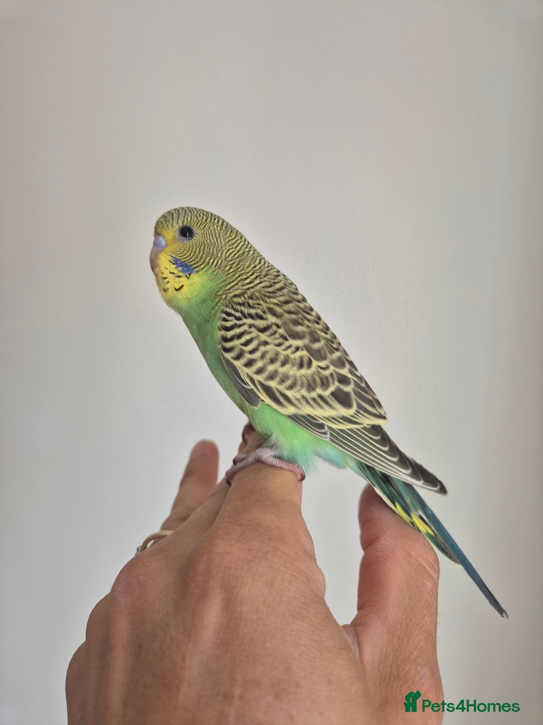 Budgerigars birds for sale: Tamed baby Budgie  - Image 4