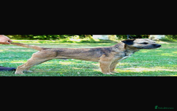 Border Terrier dogs for sale: 4 gorgeous boys  - Image 8