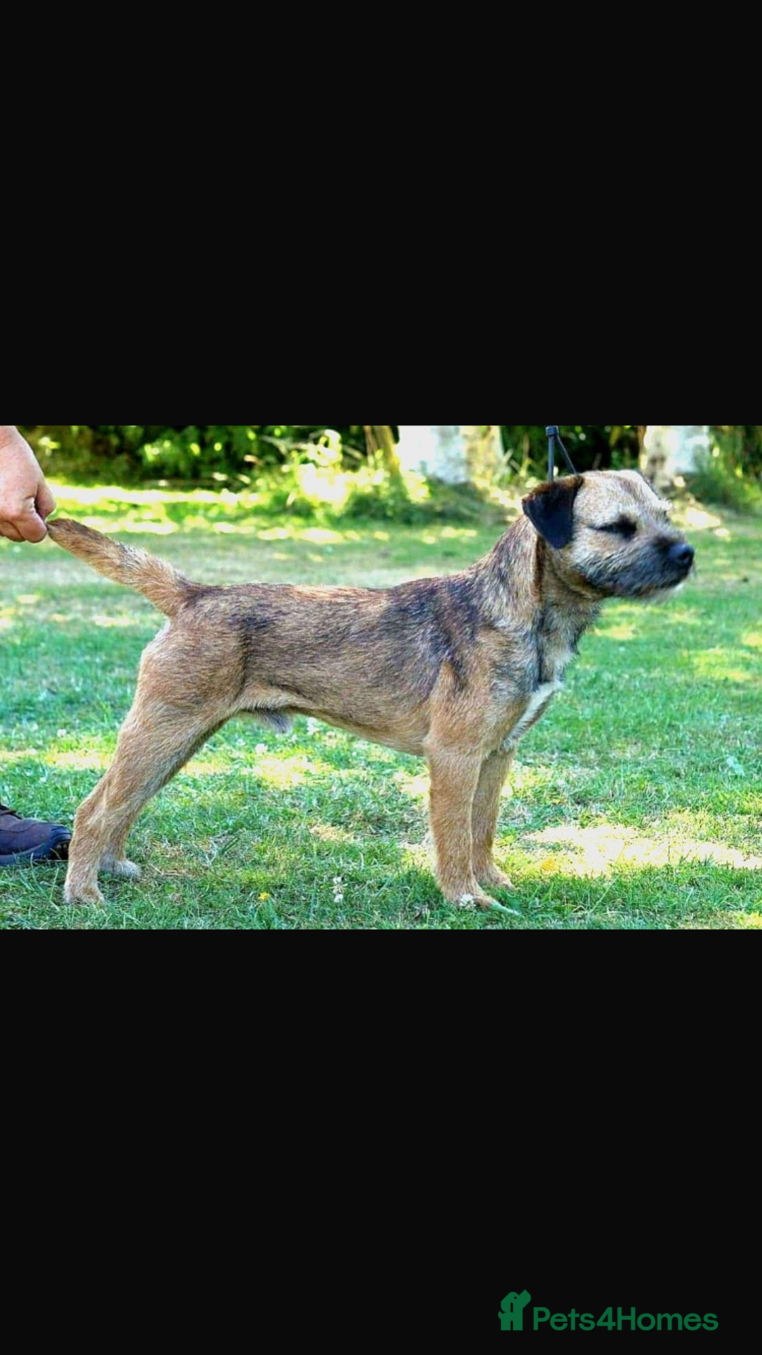 Border Terrier dogs for sale: 4 gorgeous boys  - Image 8