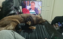 German Shepherd dogs for sale: KC REG GSD PUPPIES FULLY SCORED AND TESTED PARENTS - Image 18