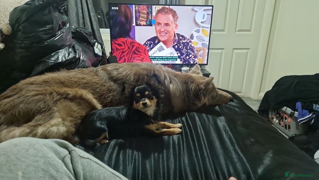 German Shepherd dogs for sale: KC REG GSD PUPPIES FULLY SCORED AND TESTED PARENTS - Image 18
