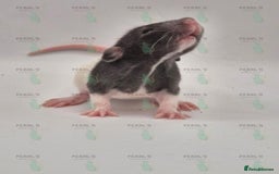 Rat rodents for sale: Our latest litter from Pearls Rodents - Image 5