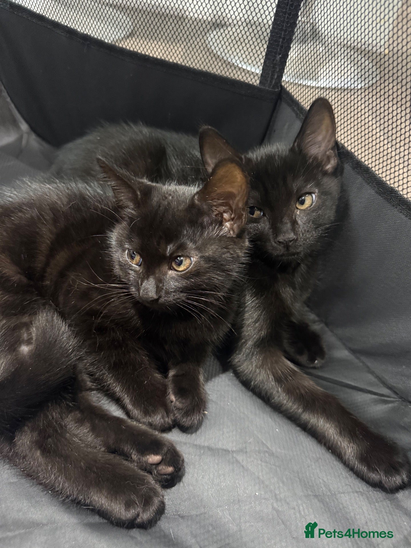 Mixed Breed cats Kittens for Sale - Advert 1