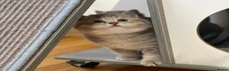 British Shorthair cats for sale: GCCF/TICA British Shorthair Champion line Kittens - Advert 4
