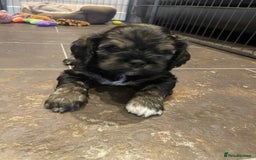 Mixed Breed dogs for sale: Three beautiful males looking for loving homes - Image 10