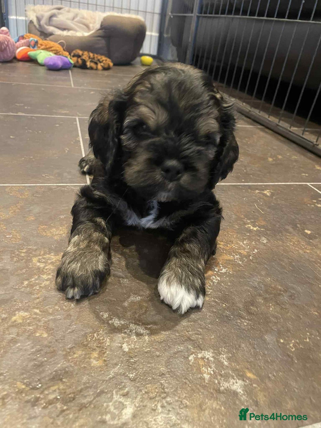 Mixed Breed dogs for sale: Three beautiful males looking for loving homes - Image 10