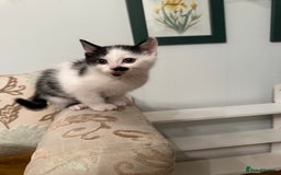 British Longhair cats for sale: Sweetie - Image 9
