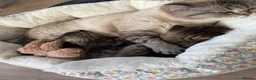 Scottish Fold cats for sale: Scottish fold shorthair kittens in Bognor Regis - Advert 4