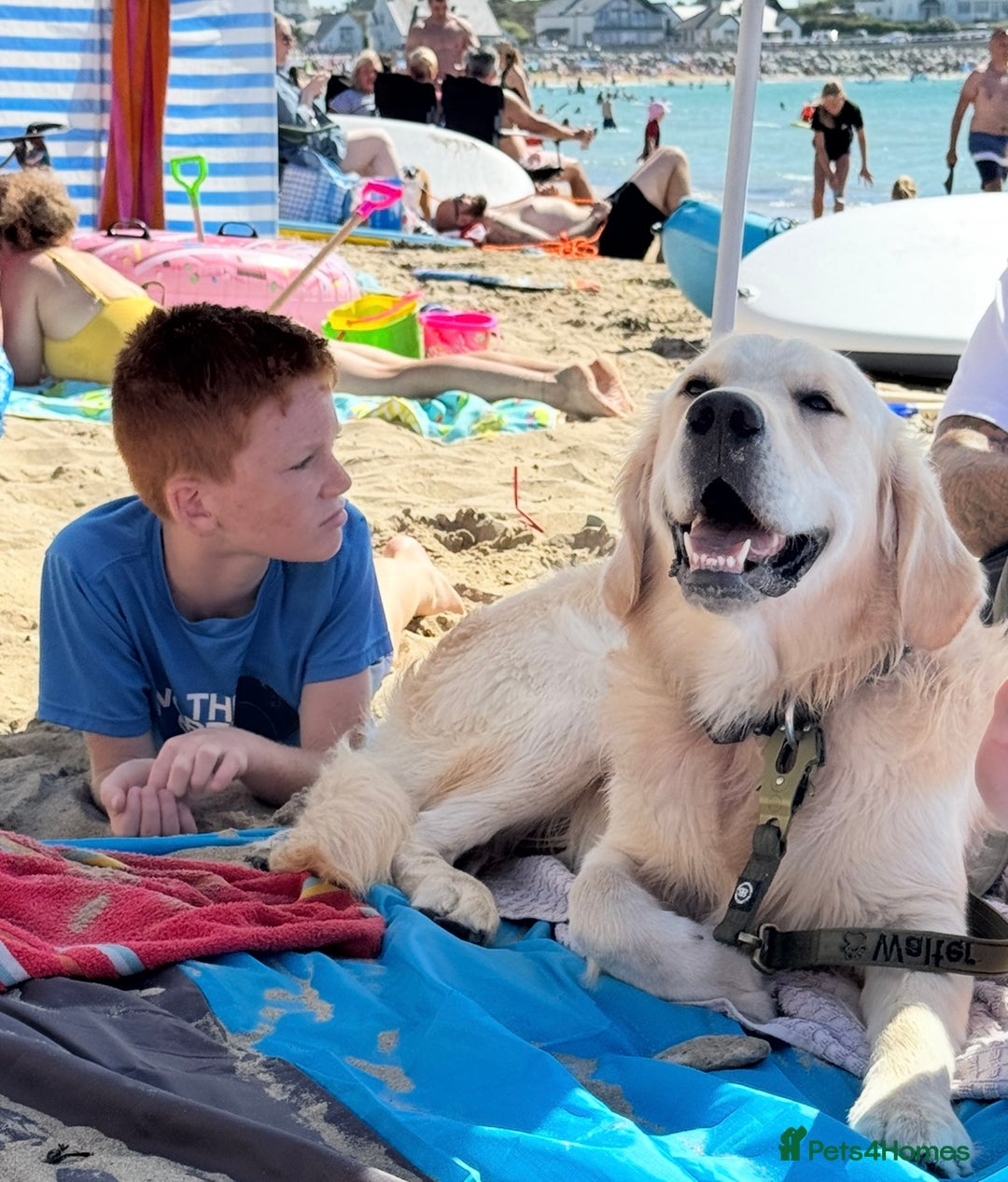 Golden Retriever dogs for stud: Show type KC registered, golden retriever for stud - Advert 8