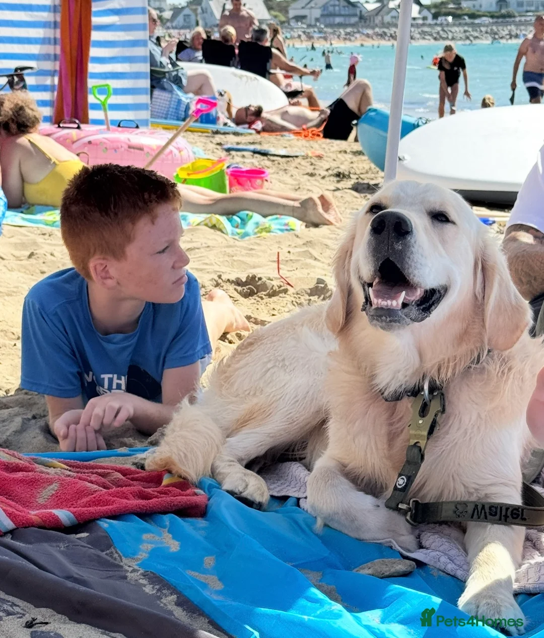 Golden Retriever dogs for stud: Show type KC registered, golden retriever for stud - Advert 8