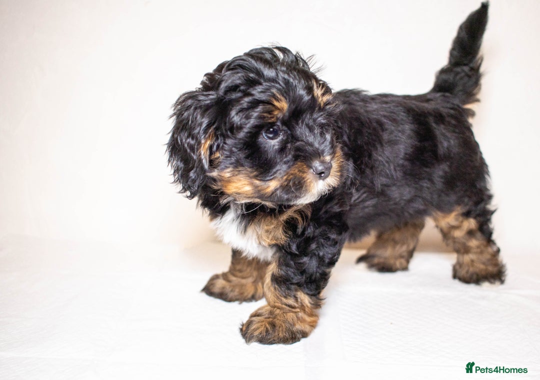 Mixed Breed dogs for sale: Havapoo. F1. Super healthy. - Image 12