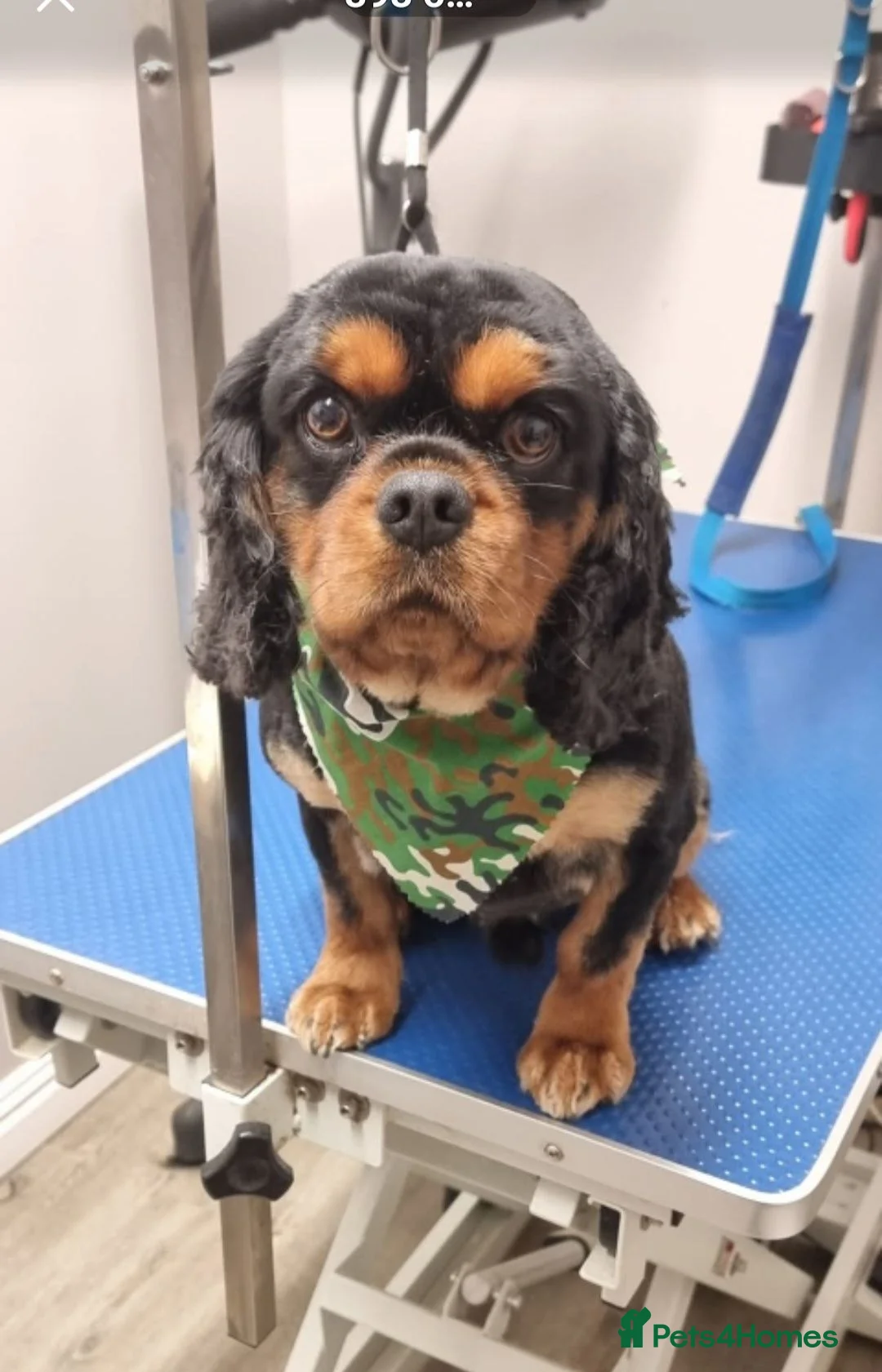 Cavalier King Charles Spaniel dogs for stud: STUD ONLY kc reg cav  - Advert 1