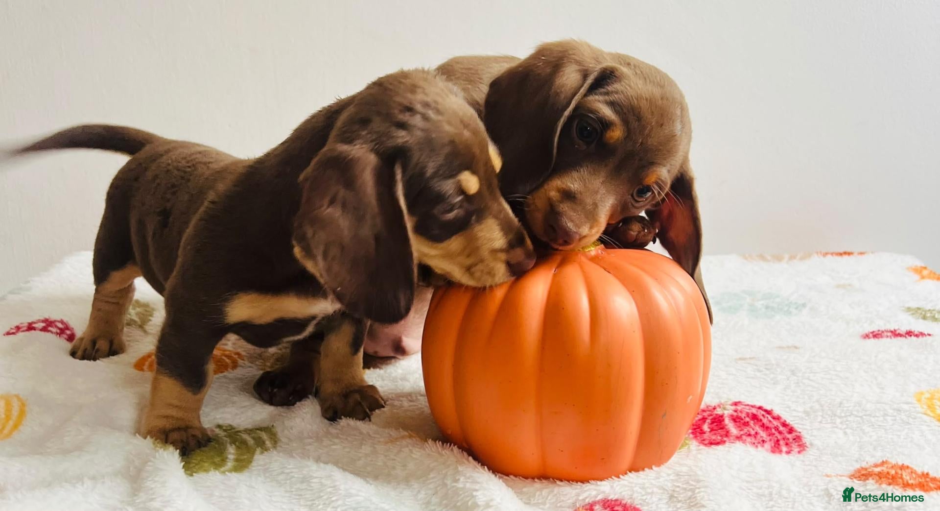 Miniature Dachshund dogs Miniature dachshund puppies - vet checked - Advert 2