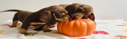Miniature Dachshund dogs for sale: Miniature dachshund  - Advert 3