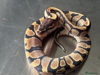 Python Snake reptiles Baby Ball Python's - Advert 2