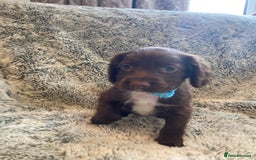 Cocker Spaniel dogs for sale: Beautiful cocker spaniel puppies  - Image 5