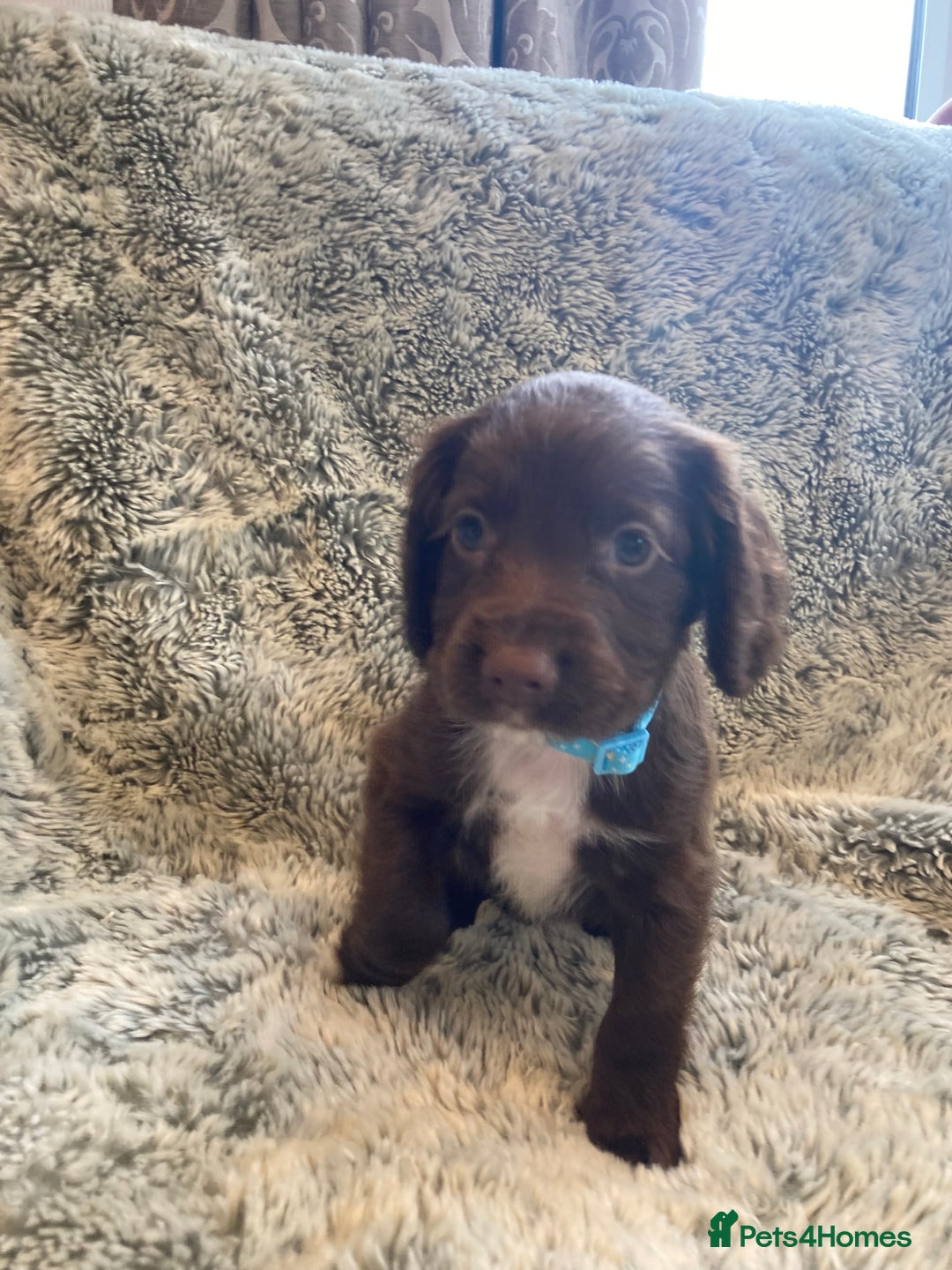 Cocker Spaniel dogs for sale: Beautiful cocker spaniel puppies  - Image 5