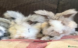 Angora rabbits for sale: Beautiful pure angora boys  - Image 2