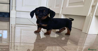 Miniature Dachshund dogs - Advert 6