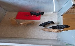 Cocker Spaniel dogs for sale: working cocker spaniels - Advert 3