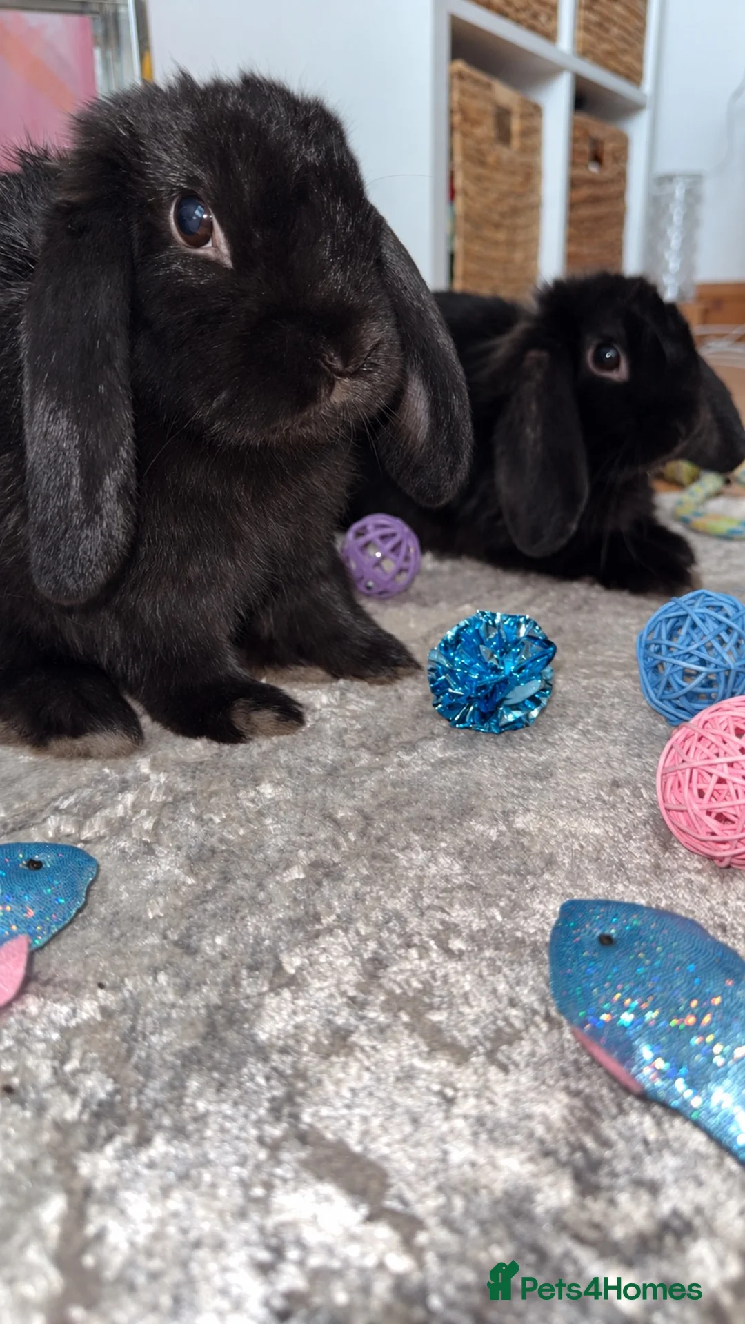 Mini Lop rabbits for sale: Two bonded male rabbits  in Belfast - Advert 2