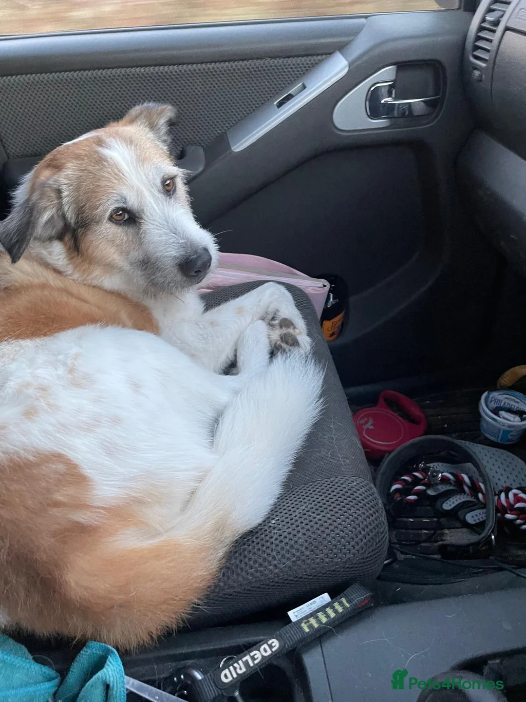 Mixed Breed dogs for adoption: ARTHUR, 5yrs,25kg,great temperament,loves outdoors in Forfar - Advert 2