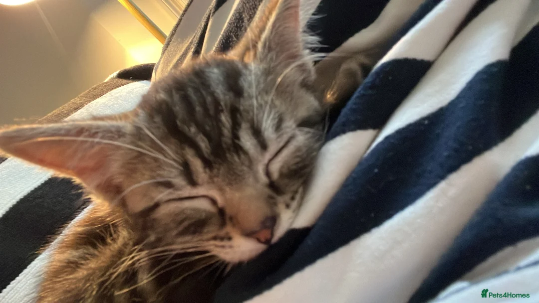 Maine Coon cats for sale: Little maine coon boy cross for sale - Advert 6