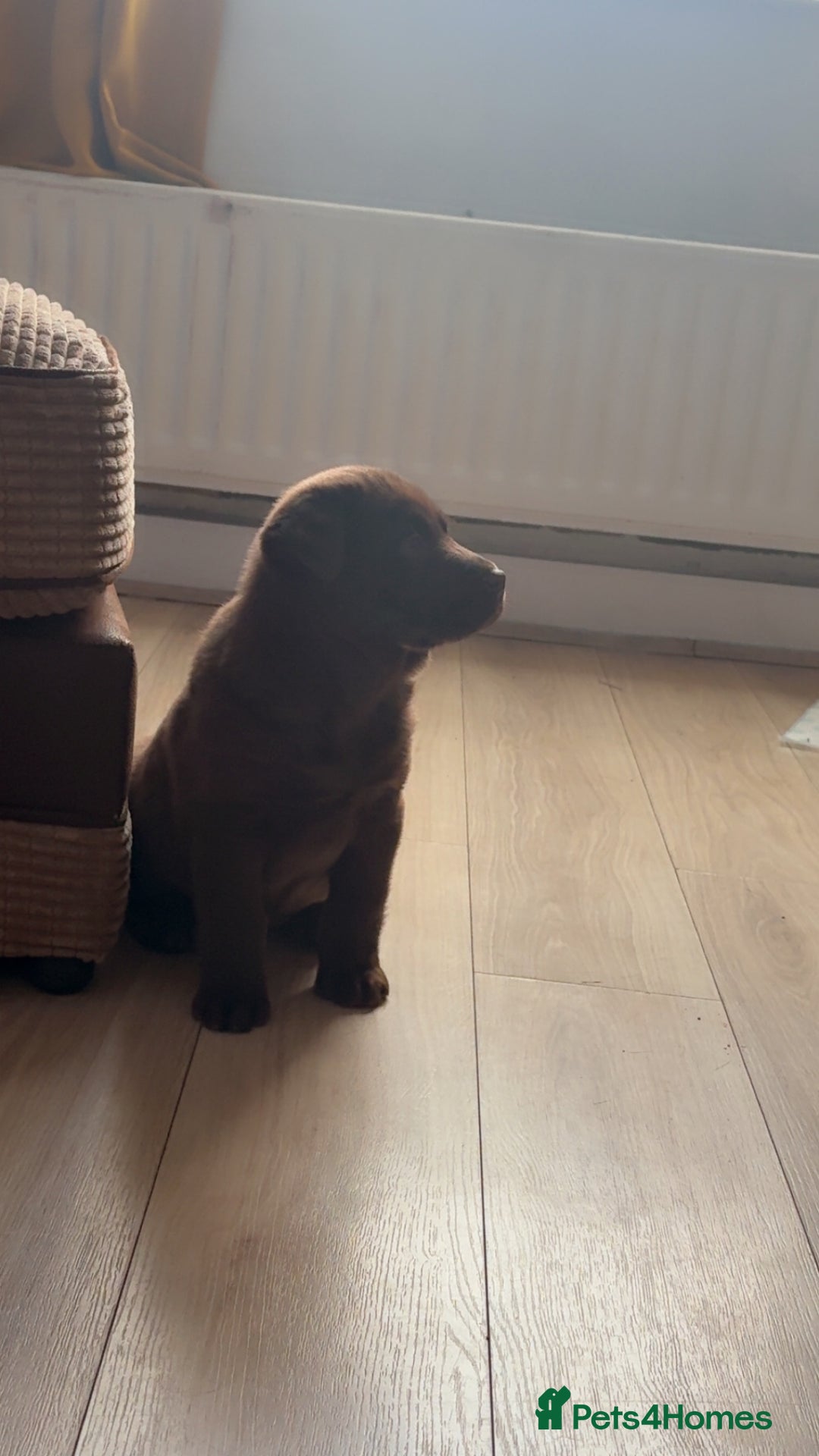 Mixed Breed dogs for sale: Chowdour - Advert 4